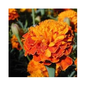 Lutein Powder 5% 1KG