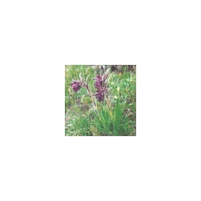 Gromwell Root Powder 10:1 1KG/BAG