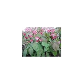 Epimedium Extact Powder Icariin 50% 1kg/bag HPLC Purity