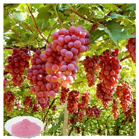 Grape juice powder grape extract 1kg / bag free shipping
