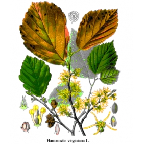 Hamamelis Virginiana Extract Powder 10:1 1KG/BAG