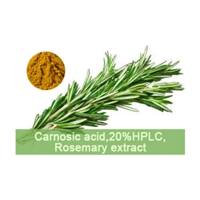 carnosic acid 20%HPLC Rosemary extract 5kg/bag free shipping
