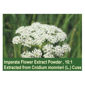 Imperata Flower Extarct Extract Powder 10:1 1KG/BAG